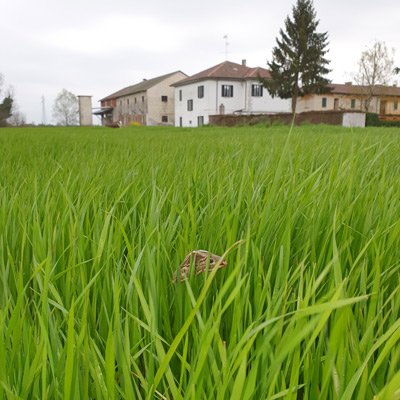 Riso-Preciso-Paddy-Field-real