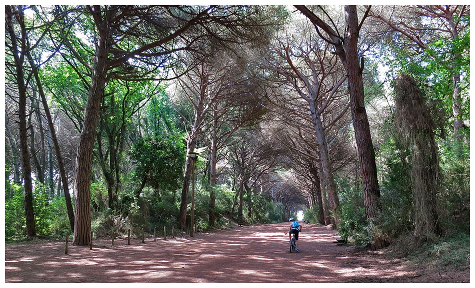 bicycle marina di castagneto carducci